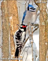 Wild bird seed preference chart - Fairplay Wild Bird Centre Calgary