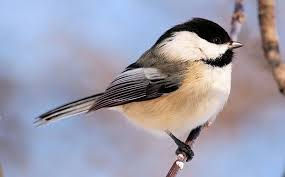 Wild bird seed preference chart - Fairplay Wild Bird Centre Calgary
