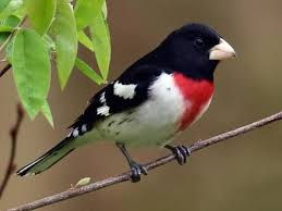 Wild bird seed preference chart - Fairplay Wild Bird Centre Calgary