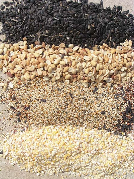 Seed & Suet