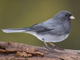 Wild bird seed preference chart - Fairplay Wild Bird Centre Calgary